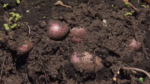 Las nuevas variedades de papa serán presentadas en Agroexpo.