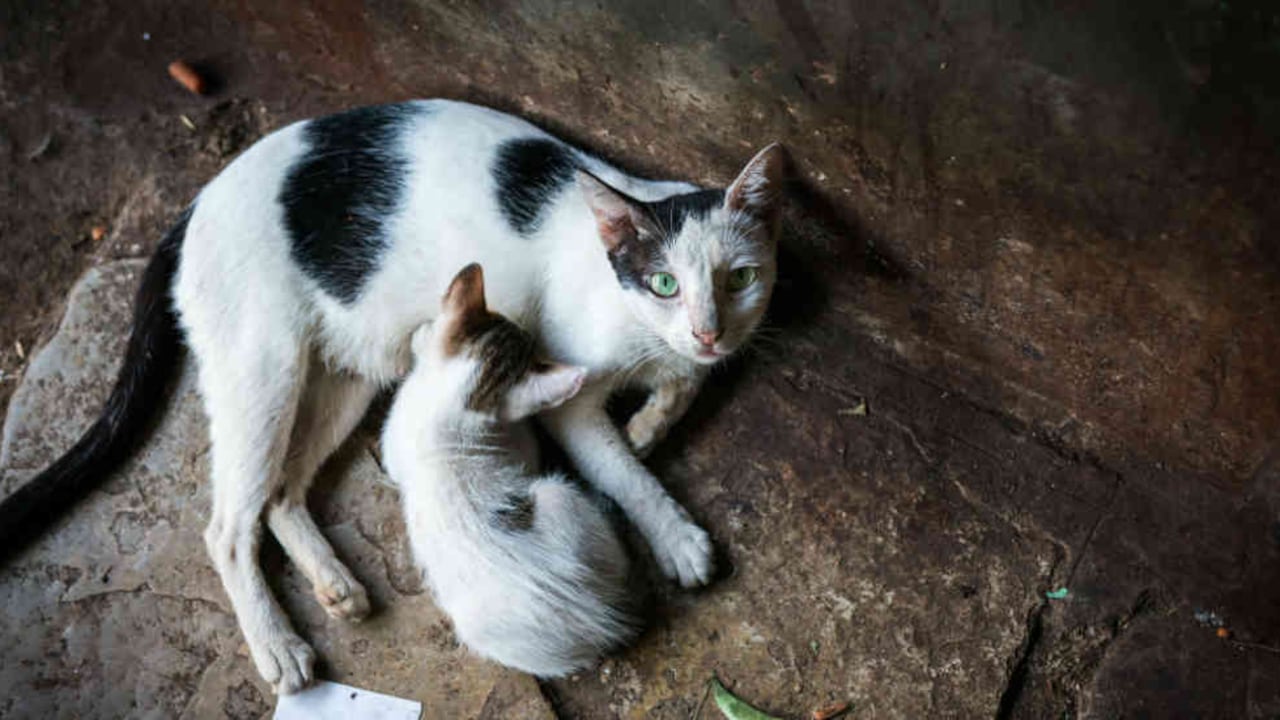 Los niveles de estrés son un elemento que puede deteriorar la salud de tu felino.