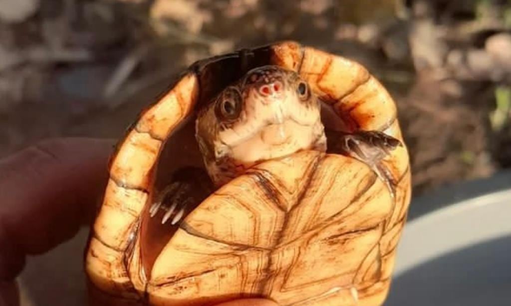 La tortuga apesar de ser una especie protegida es utilizada en varias regiones como alimento