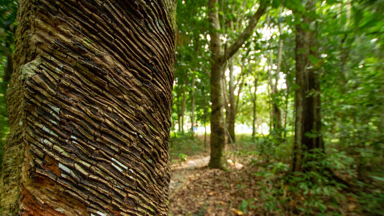 Syringe tree to produce latex, Amazon - Brazil