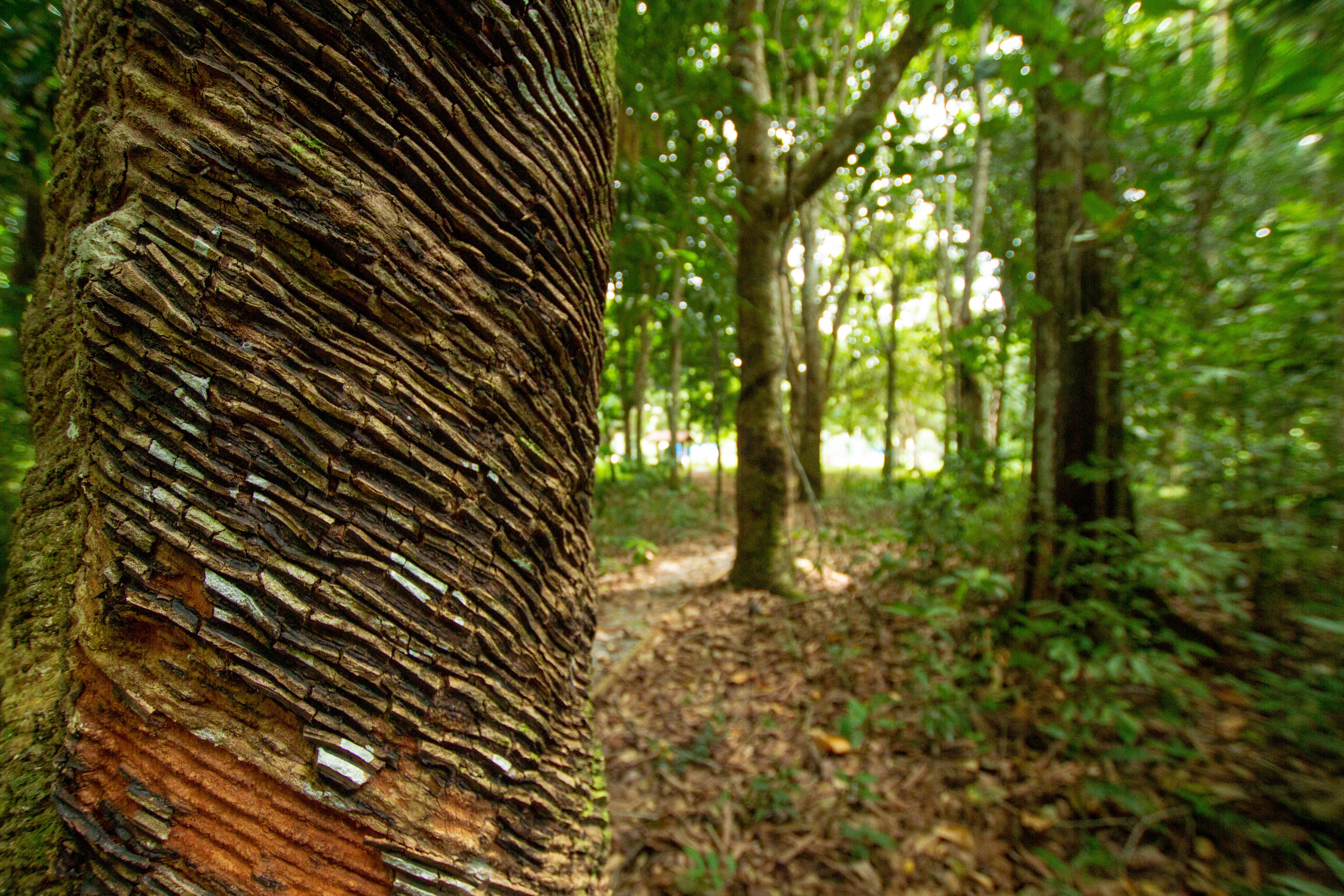 Syringe tree to produce latex, Amazon - Brazil
