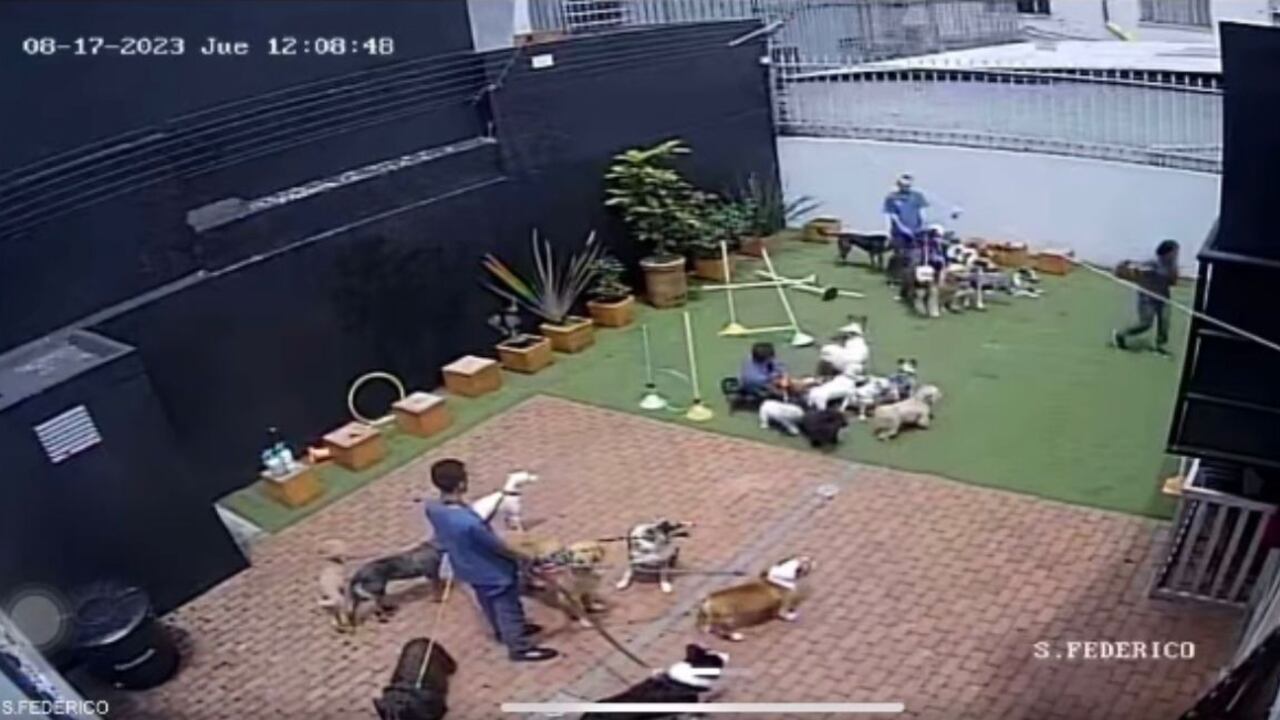 Imágenes de los perritos en la guardería durante el sismo.