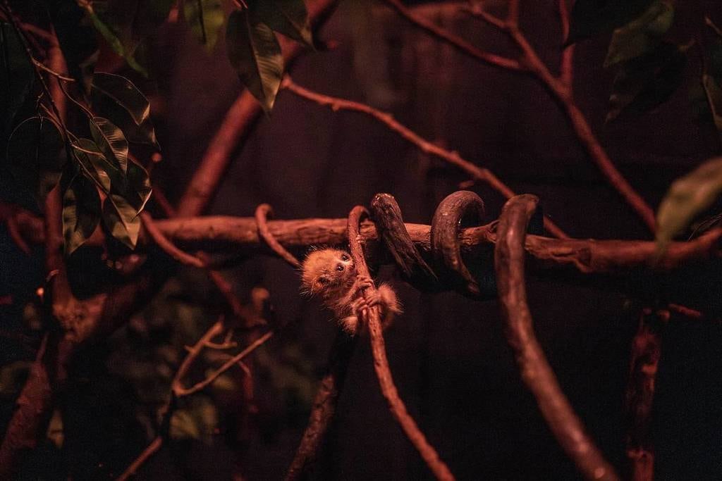 Con menos de medio kilo de peso, estos primates habitan bosques de Vietnam, Laos y China.