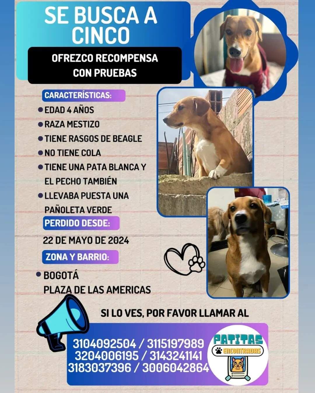 ´Cinco´ es un Beagle que está perdido en Bogotá
