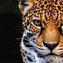 Editorial COP 16 Marco Global de Biodiversidad, ¿En deuda con el planeta?, Semana sostenible