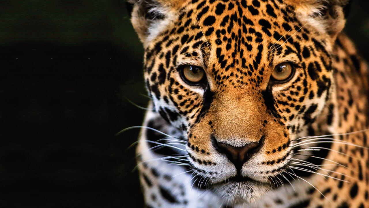 Uno de los puntos centrales de la COP16 será la evaluación que se haga de la aplicación del Marco Mundial de Biodiversidad Kunming-Montreal (MGB).