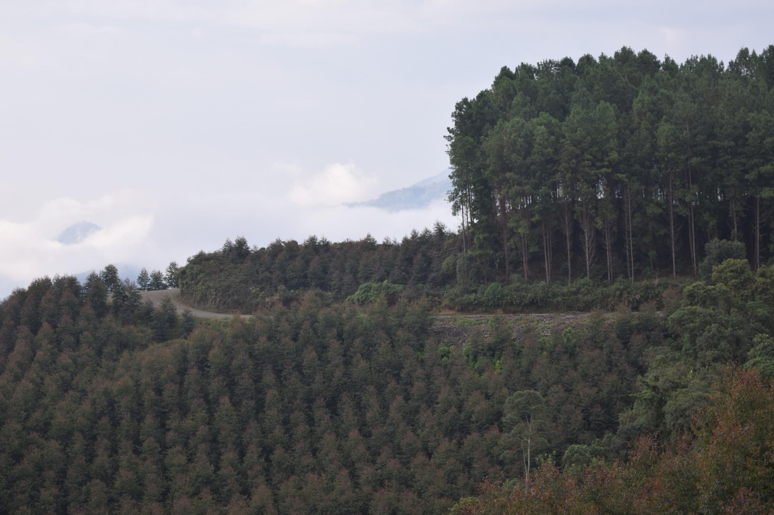Los cultivos forestales en distintas regiones del país se ven amenazados por la deforestación y la falta de seguridad en los territorios