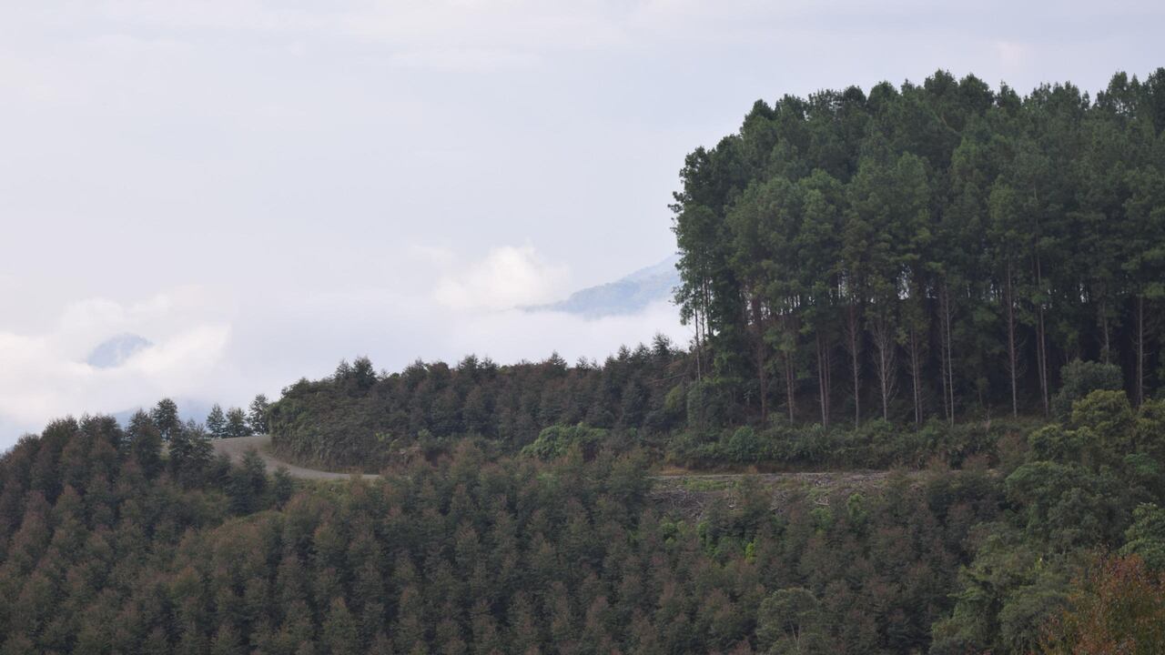 Los cultivos forestales en distintas regiones del país se ven amenazados por la deforestación y la falta de seguridad en los territorios
