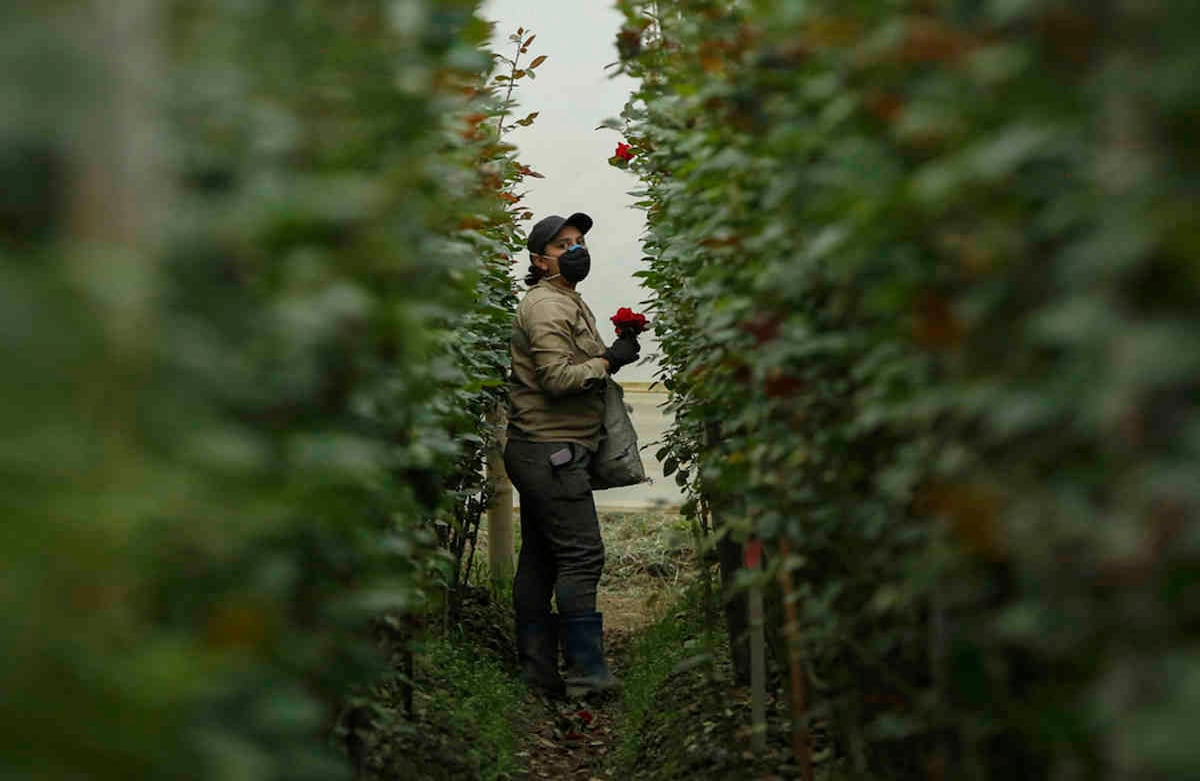 Los cultivos de flores están listos para el mes de las madres