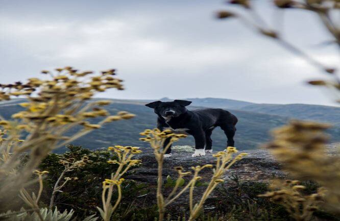 Durante la caminata para llegar a nuestro destino se pasa por diferentes veredas, acompañados por amigos de cuatro patas que hacen de la experiencia inolvidable Foto: Luigi Saenz 