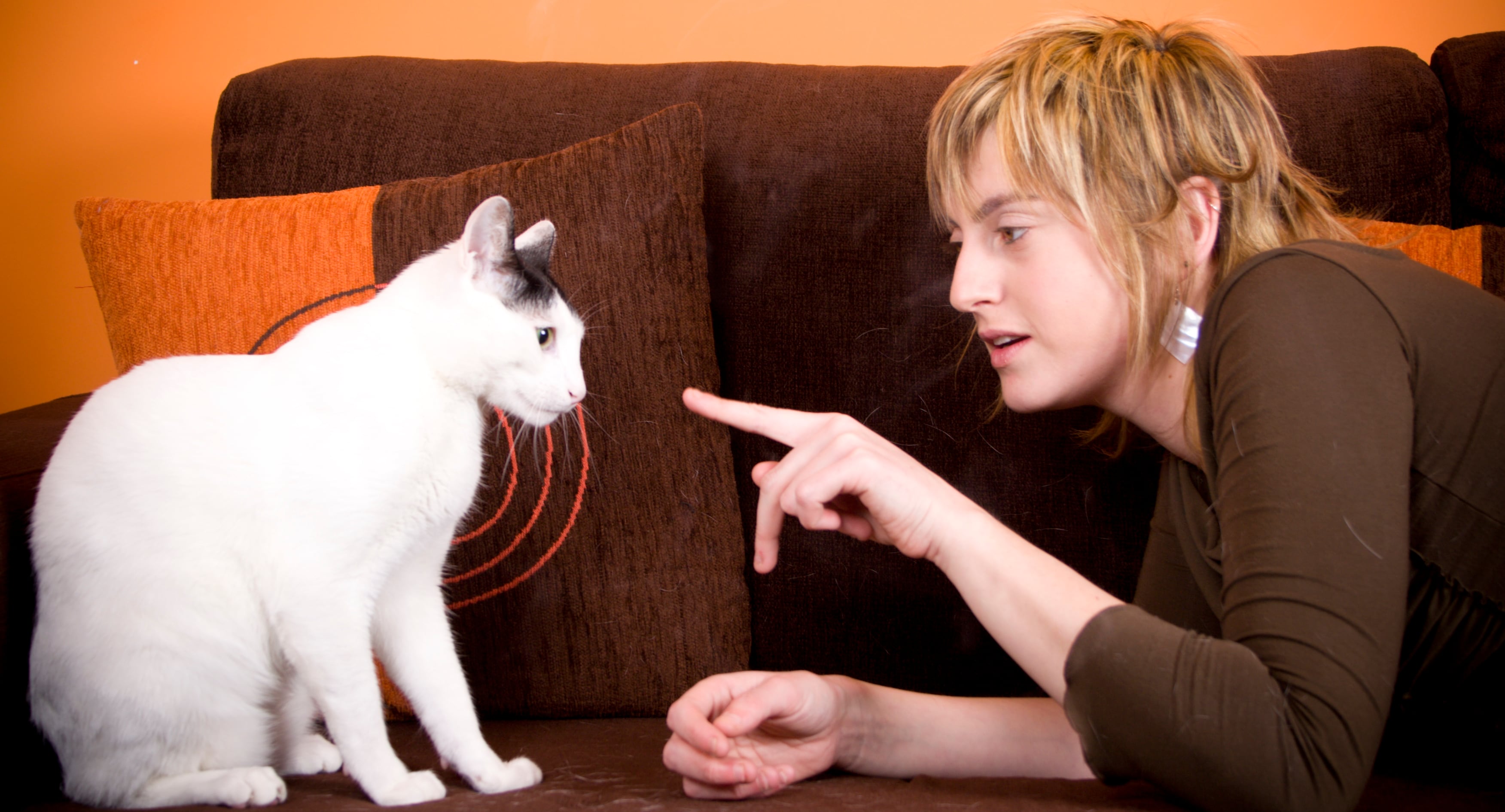 Hablarles a los gatos es saludable para ellos.