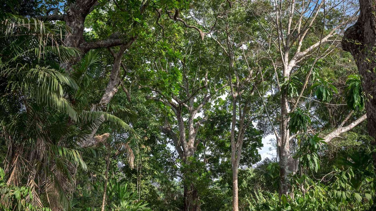 Los bosques secos son uno de esos ecosistemas estratégicos para SbN