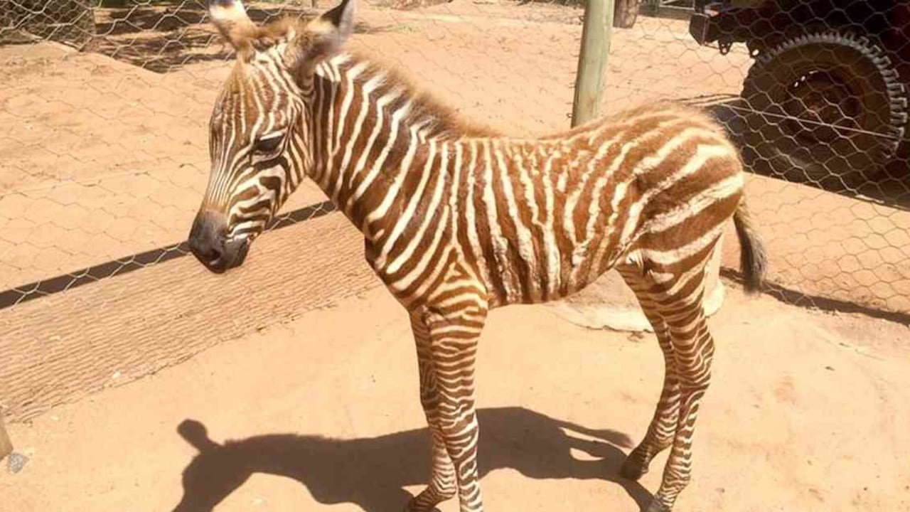 Ella es Diria, la cebra que logró sobrevivir al ataque de un grupo de leones. Foto: Sheldrick Wildlife Trust