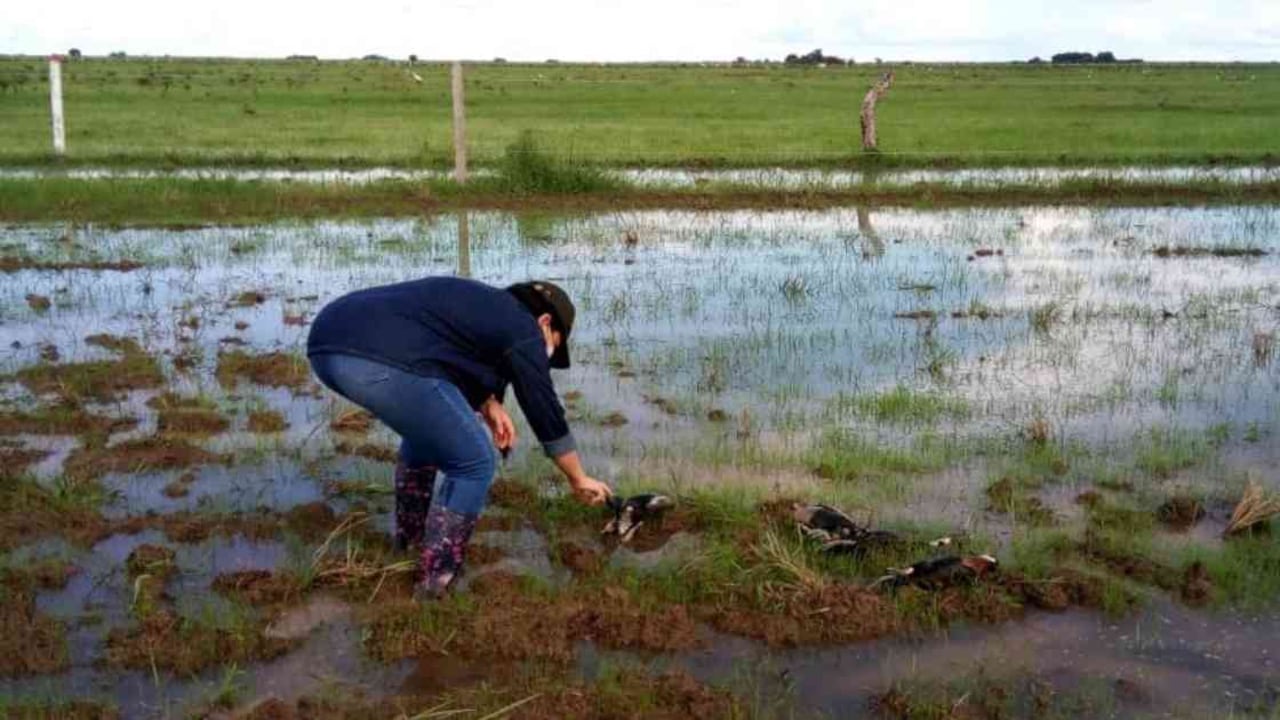 En el sector de Algarrobo en la vereda de Mariara del municipio de Orocué en Casanare, campesinos reportaron la aparición de patos silvestres y babillas muertos. Foto: Twitter @CamiloPrietoVal