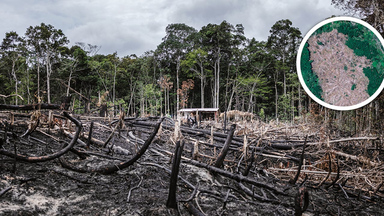 Herida de muérete, la tragedia de la Amazonia
