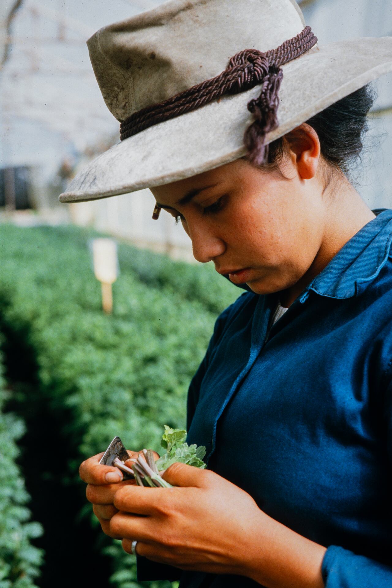 'Amor, mujeres y flores' de Marta Rodríguez y Jorge Silva, estrena su hermosa y vigente versión restaurada en cines este 8 de mayo.