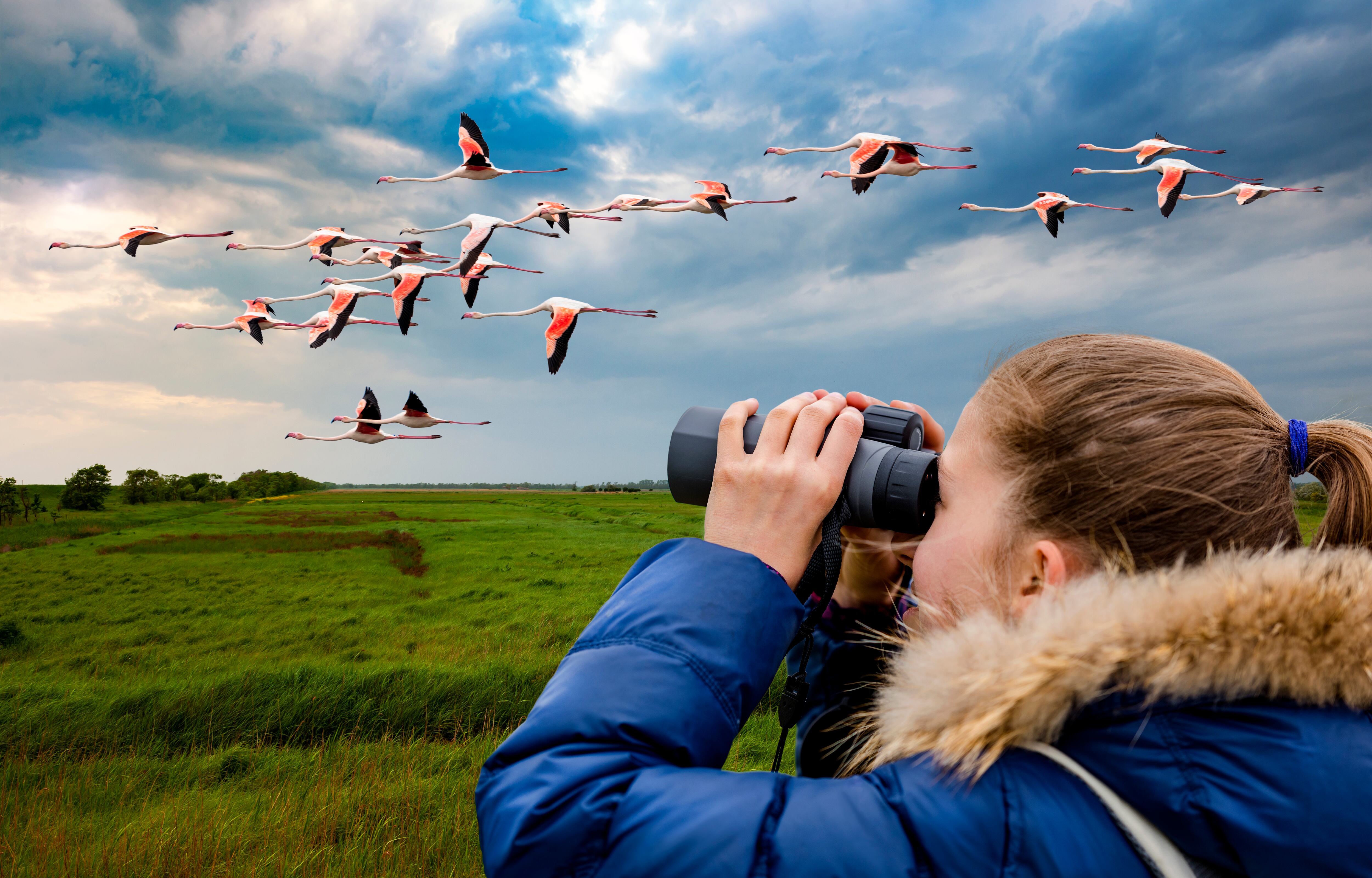 La ciudad colombiana donde se pueden avistar más de 560 especies de aves