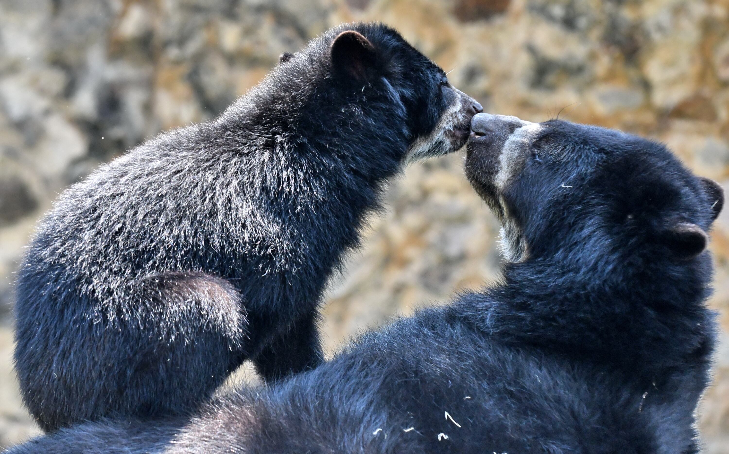 La Corte Suprema de Justicia de Colombia ordenó el regreso a su hábitat de un oso de anteojos, oriundo de la región andina y en grave riesgo de extinción.