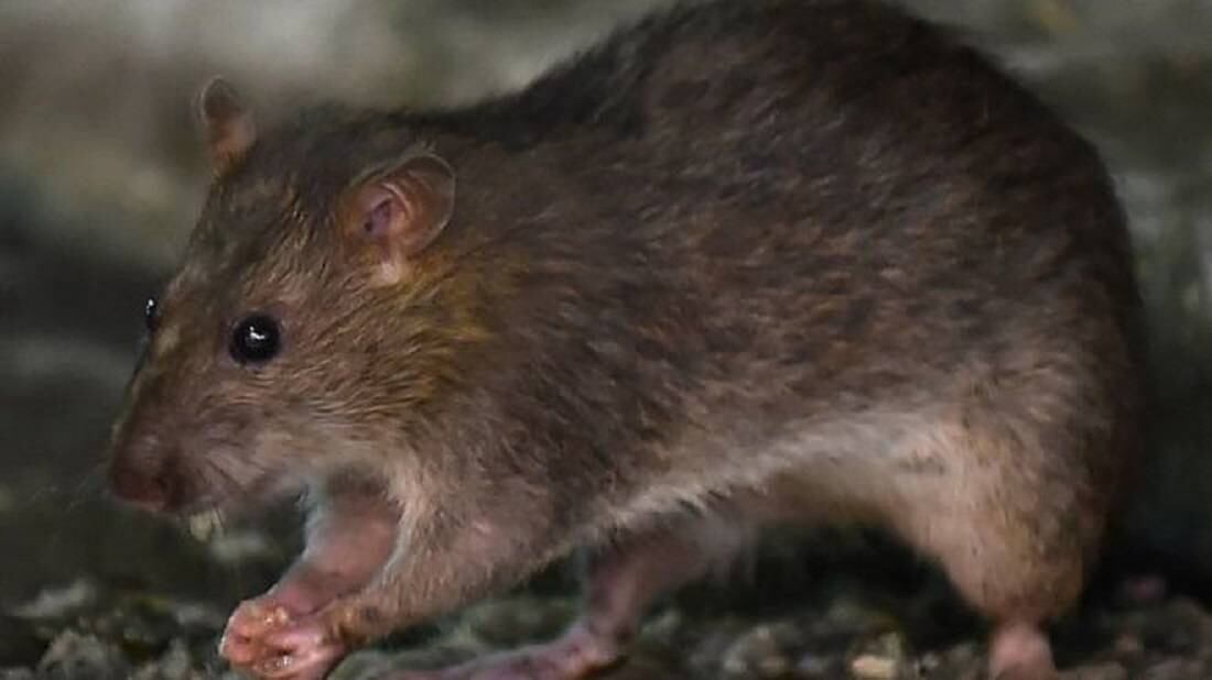 La mayoría de las ratas tienen en su sistema la enfermedad de Weil, una infección que pueden contraer los humanos por medio de la orina de la especie infectada. Foto: AFP