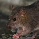 Expertos consideran que las ratas son "maestras de la adaptación". Foto: AFP