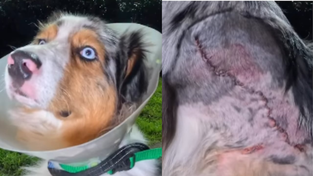 Perros sufren graves lesiones en parques públicos en Bogotá.