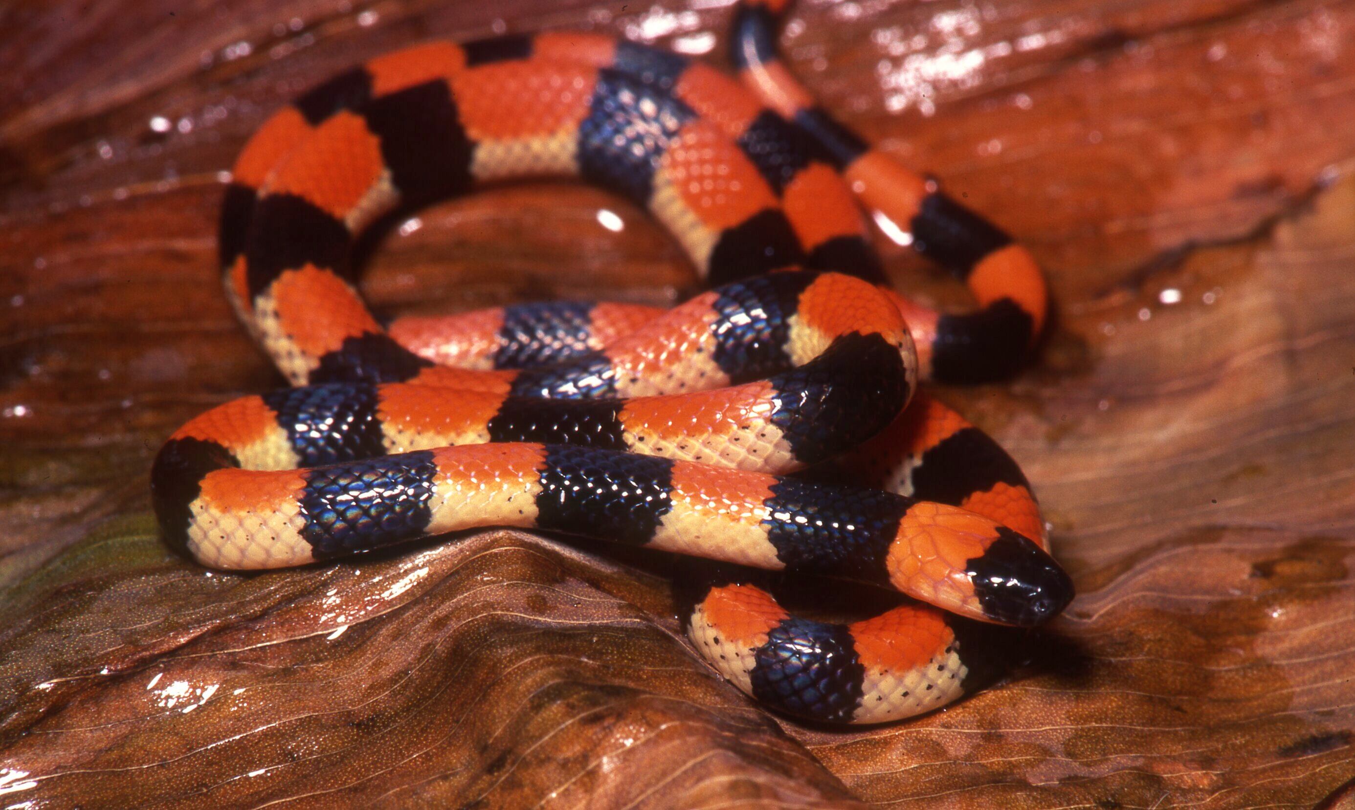 Un miligramo de veneno de una culebra es más letal en un niño que en un adulto. Micrururs camilae, conocida como coral, es venenosa. Urra,Córdoba.