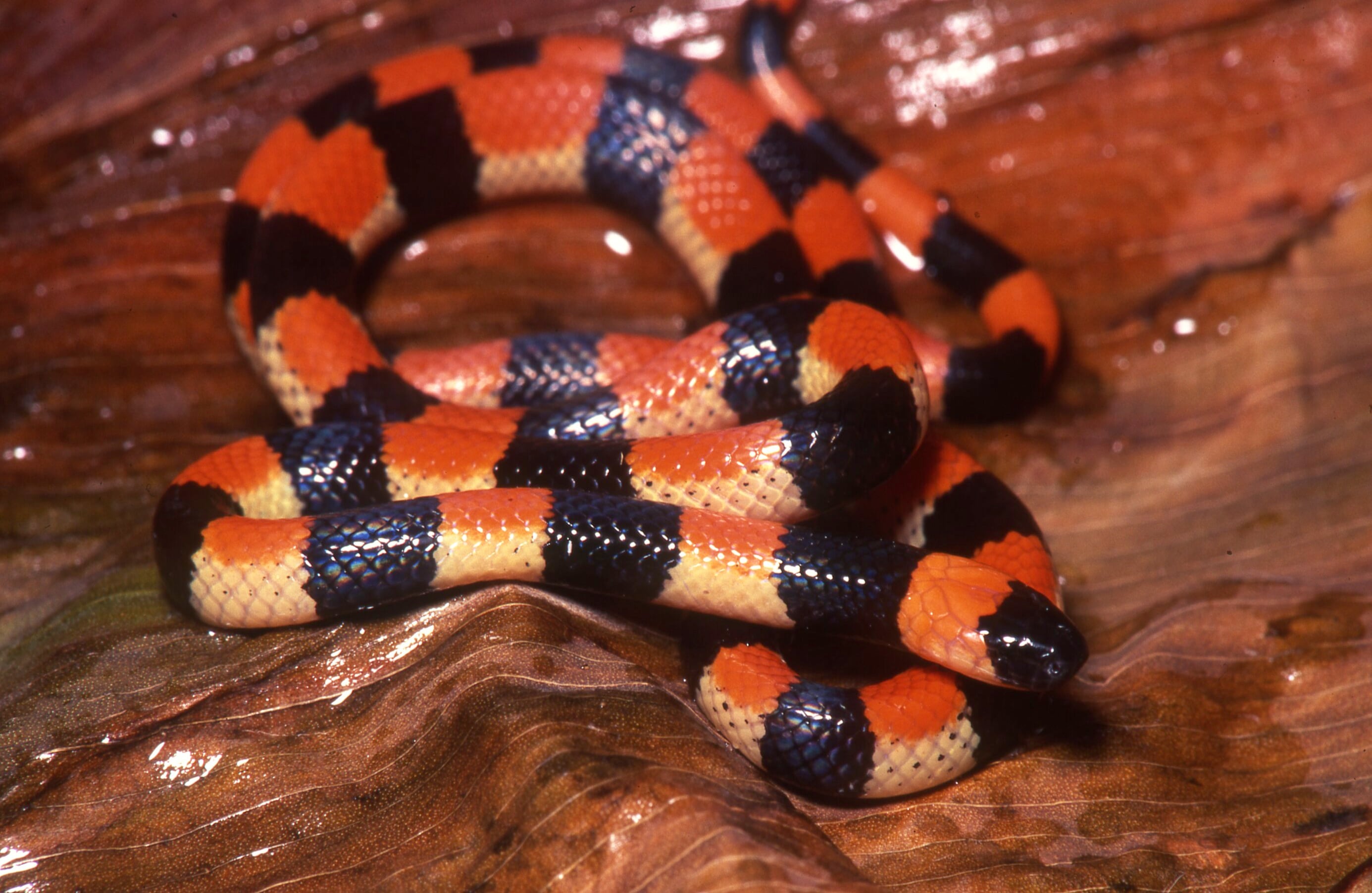 Un miligramo de veneno de una culebra es más letal en un niño que en un adulto. Micrururs camilae, conocida como coral, es venenosa. Urra,Córdoba.