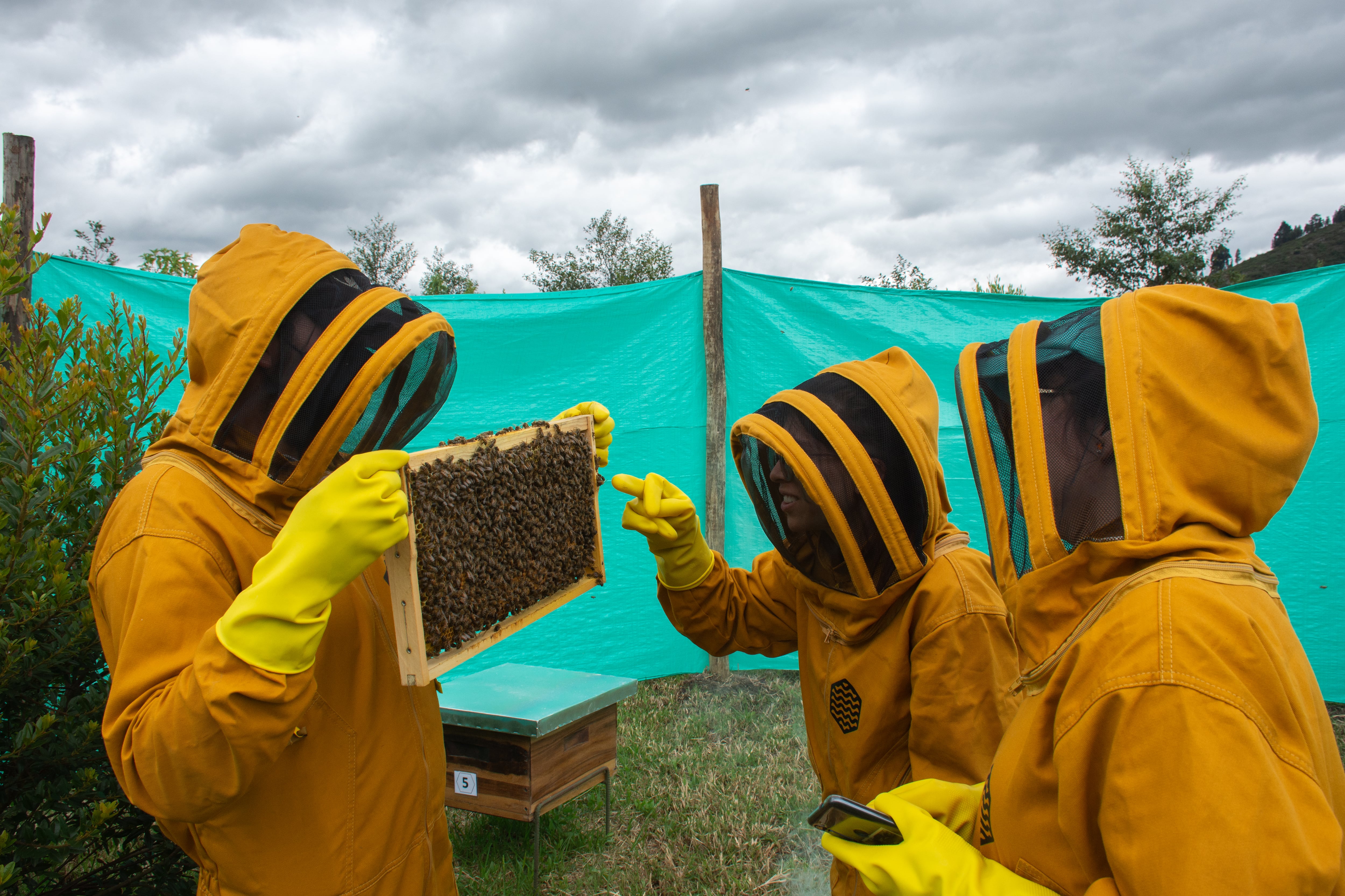 Un equipo de expertos se encarga de monitorear diariamente el compartimento y salud de las abejas.