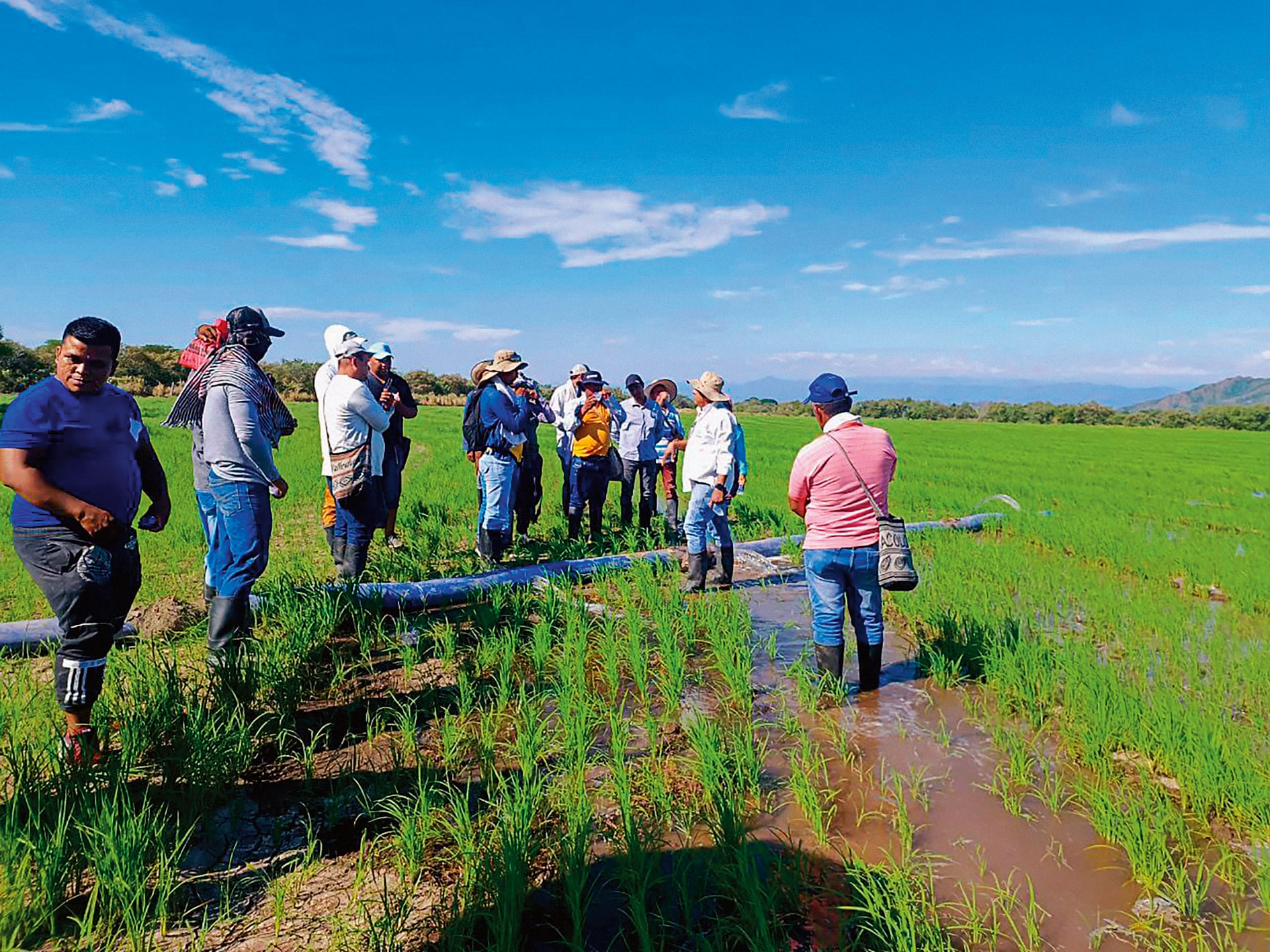 Unas 4.400 hectáreas ya cuentan con el sistema MIRI, que permite un uso eficiente del agua en la industria arrocera.