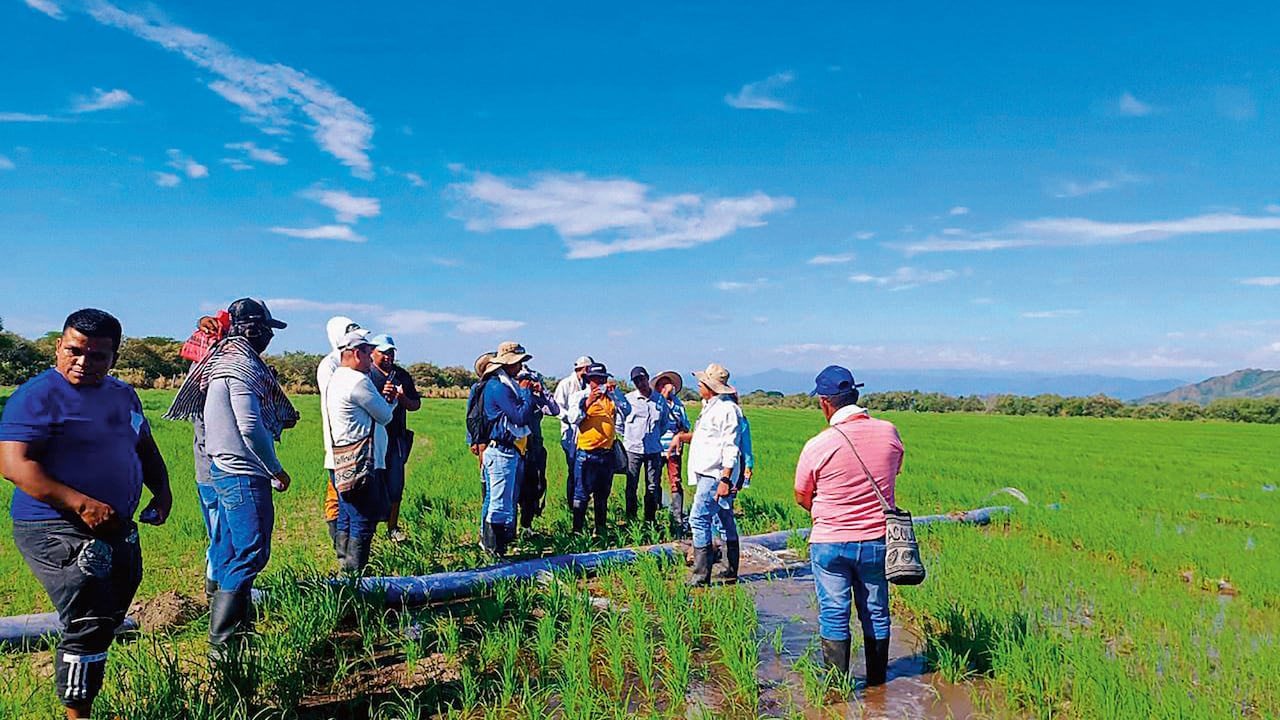 Unas 4.400 hectáreas ya cuentan con el sistema MIRI, que permite un uso eficiente del agua en la industria arrocera.