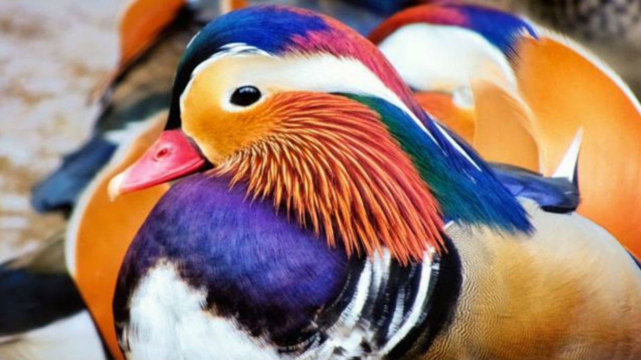 El pato mandarín hace su nido en los huecos de los árboles cercanos a un curso de agua.