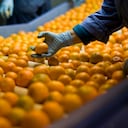 Foto referencia a la mandarina