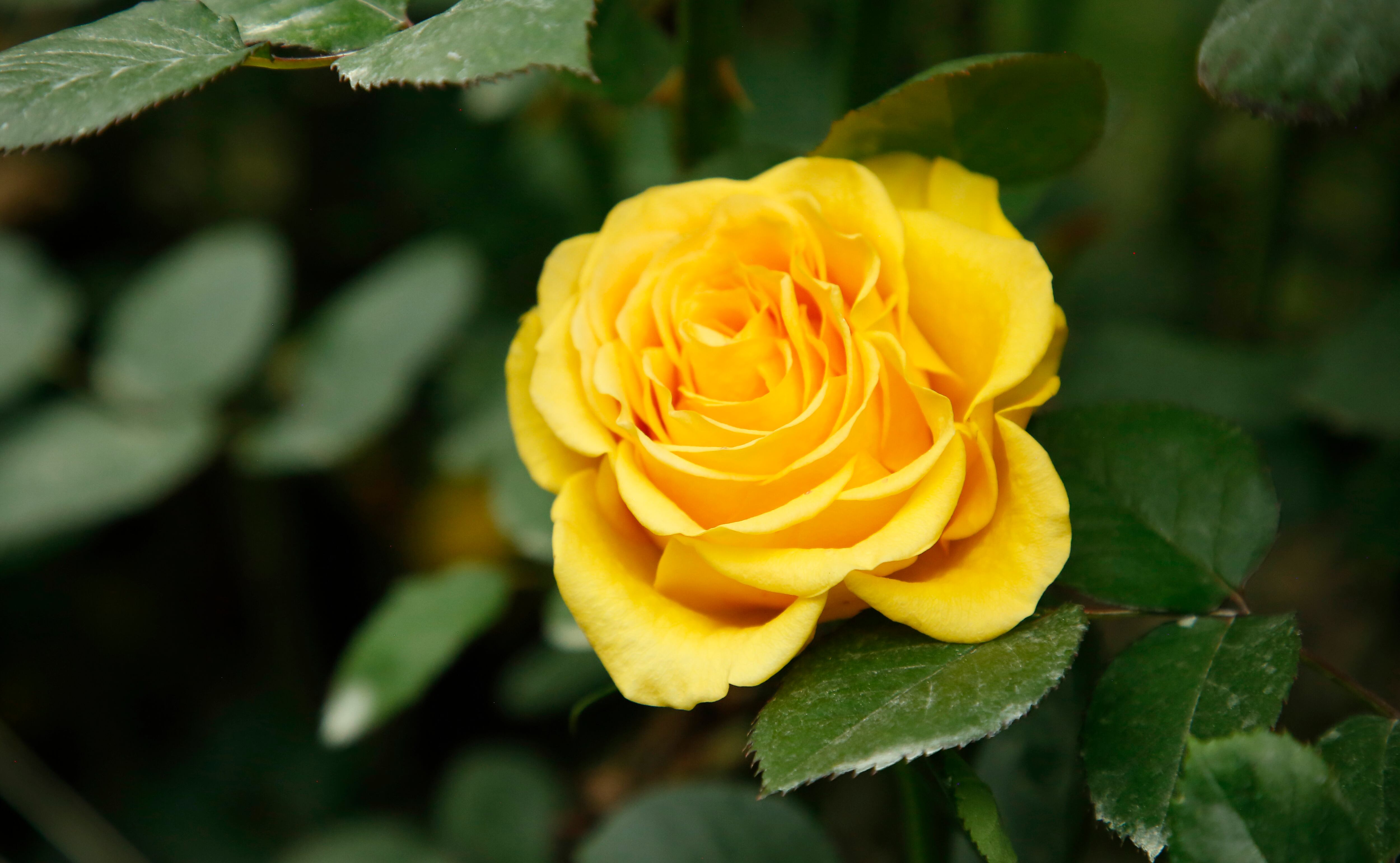 Flores san valentín