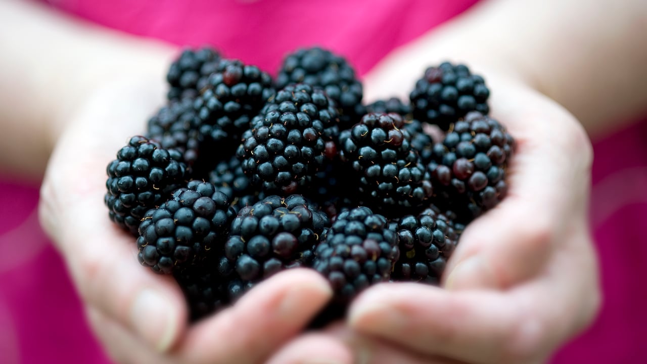 Consumir aproximadamente una taza de moras puedes generar la mitad de la dosis recomendada para la producción de colágeno, una de las sustancias más importantes para el cuerpo.