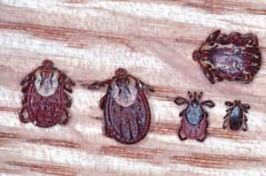 Las garrapatas atacan principalmente a los animales, aunque también pueden afectar a los humanos.