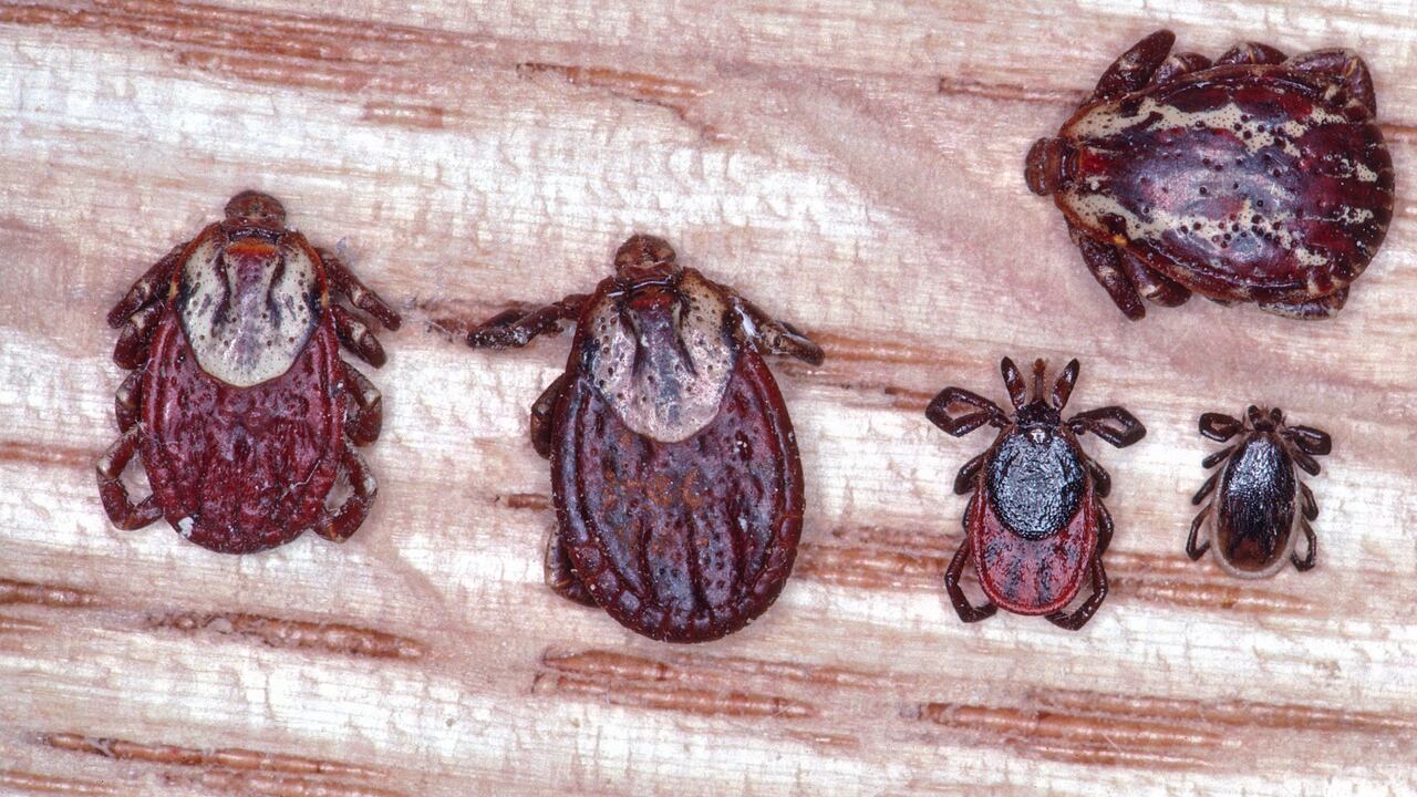 Las garrapatas atacan principalmente a los animales, aunque también pueden afectar a los humanos.