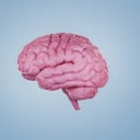 Cerebro, órgano muy importante.