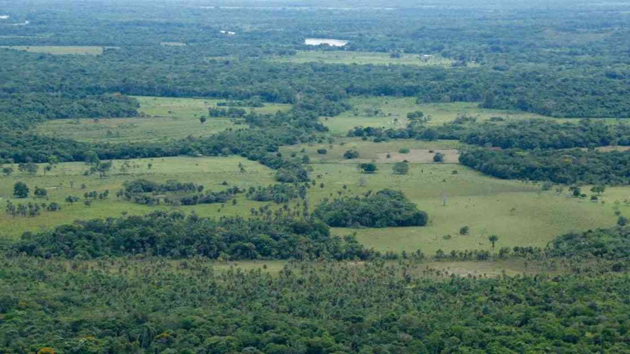 La deforestación es una de las principales causas de la pérdida de biodiversidad.