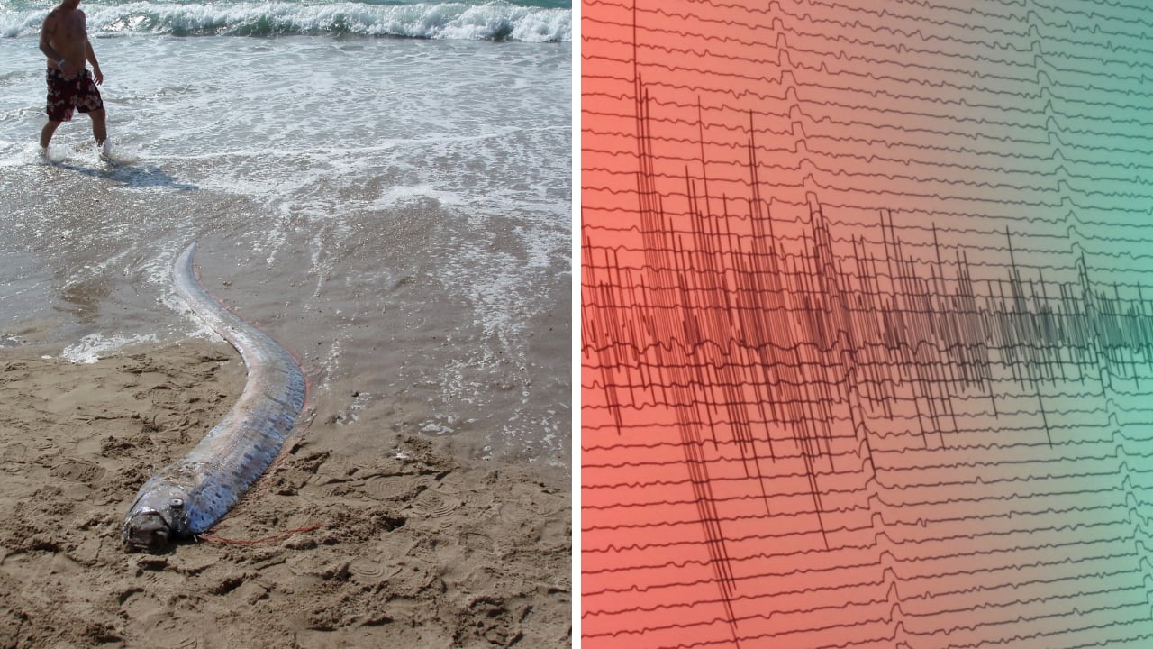 Los científicos aclaran qué pueden detectar los animales antes de que ocurra un terremoto.