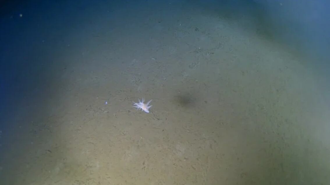 La exploración marina permitió descubrir una nueva forma de vida.