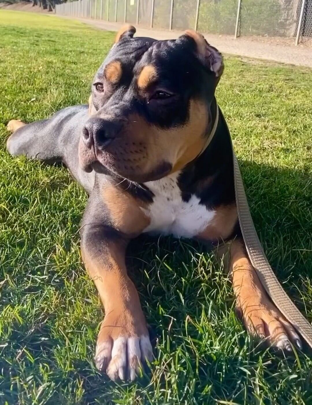 María Paula fue atacada por sus propios perros Pitbull, Randall y Ohana, sufriendo múltiples heridas graves en todo el cuerpo.