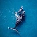 ballena franca austral, eubalaena australis, madre y cría, valdés penin