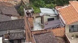 Aquí se observa al animal bajo la lluvia.