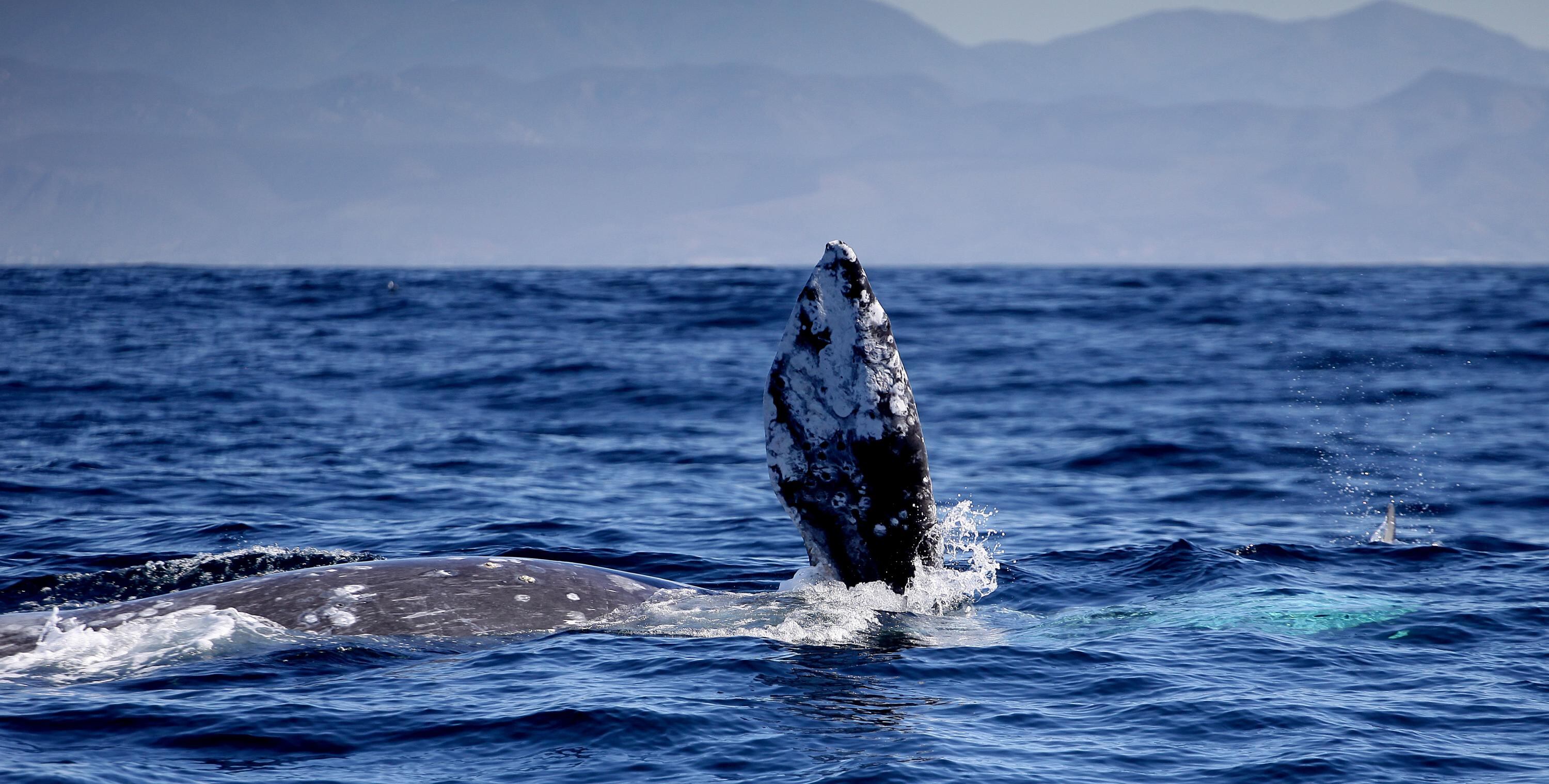 El hombre señaló que en el momento pensó que había sido tragado por un tiburón, sin embargo, se dio cuenta que había sido una ballena porque no había dientes afilados ni dolor.