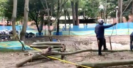 Tala de árboles en el parque El Virrey de Bogotá