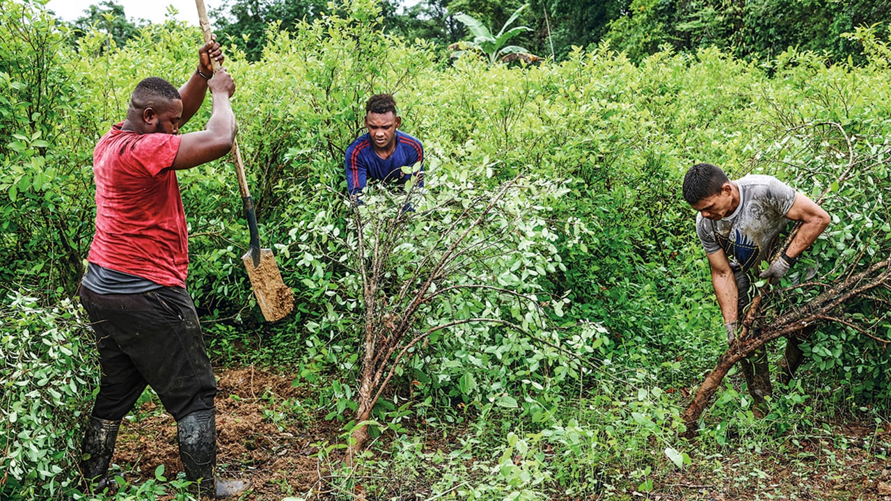 El ELN está promoviendo que los campesinos del occidente del país, especialmente en Chocó, arranquen sus matas de coca, porque no es rentable. Alias Yerson confesó que hoy la región prefiere la explotación de oro.