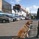 Ellos brindan lo mejor de sí mismos para protegernos, pero hay que velar por su bienestar y exigir a las compañías el cumplimiento de la regulación para que garanticen su calidad de vida y les ofrezcan incluso más cuidados que a una mascota de compañía, tal como lo merecen.