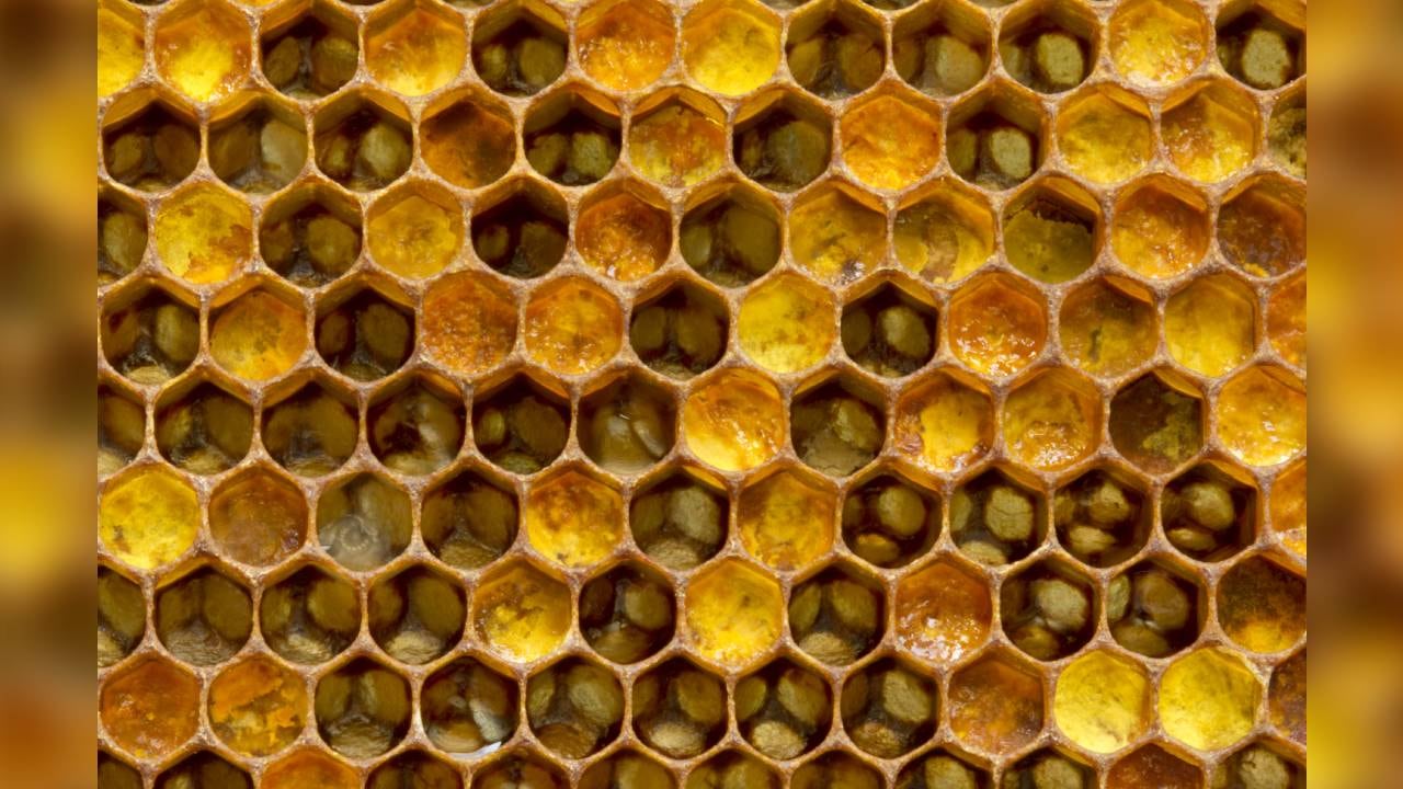 La jalea real contiene silicio, potasio y fósforo que puede ayudar al rendimiento intelectual. Foto: Getty images.