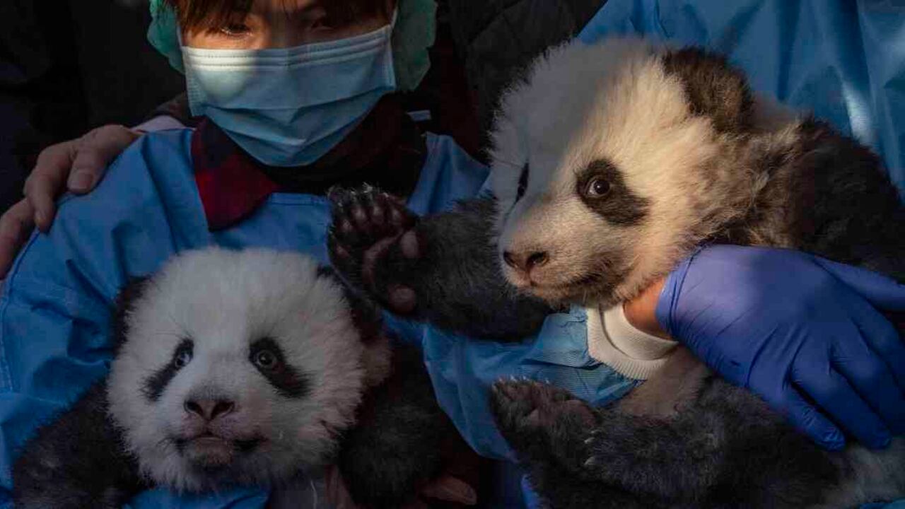 Dos cachorros de panda gigante Meng Yuan (Izq) y Meng Xiang fueron presentados a los medios después de que se les dio su nombre en el zoológico Zoologischer Garten en Berlín, este 9 de diciembre. Foto: AFP