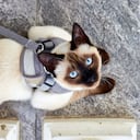 Así como sus precios, la alimentación no puede ser como la de un gato común.